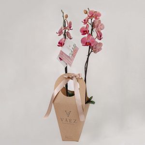 ORQUIDEA X2 VARAS (En caja)