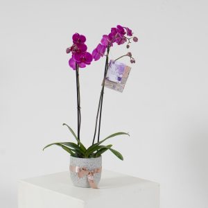 ORQUIDEA X2 VARAS (En matera)